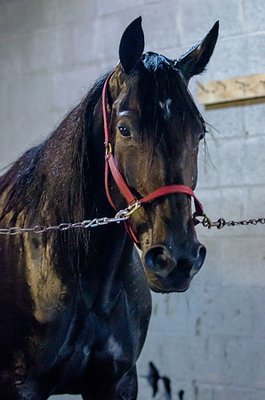 Batavia Downs Opening 2013
