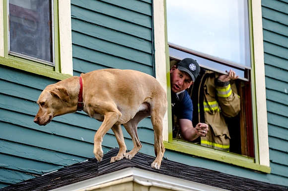 Dog Rescue
