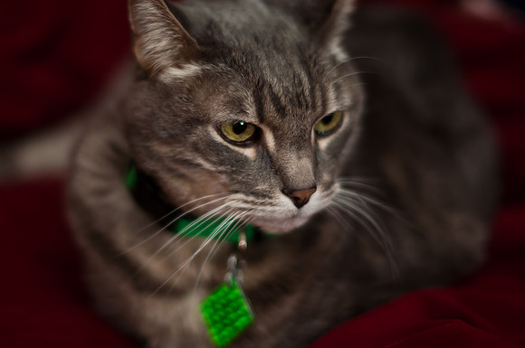 Fergus on the bed
